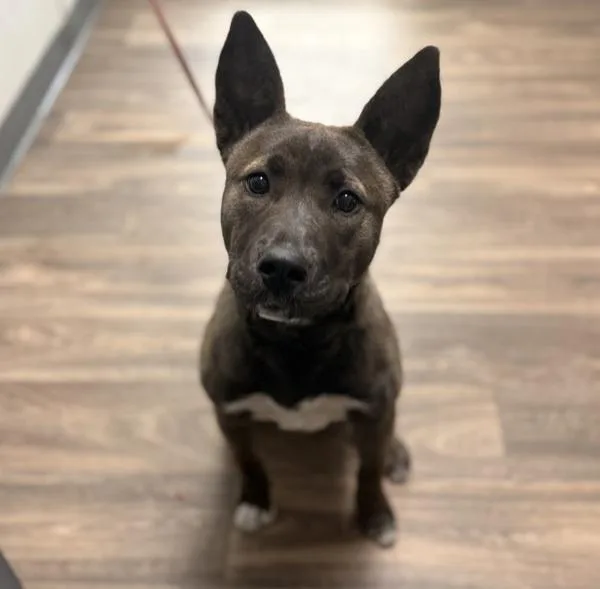 A young medium-sized female Pit Bull Terrier dog named Oceanwater for adoption in San Diego, CA