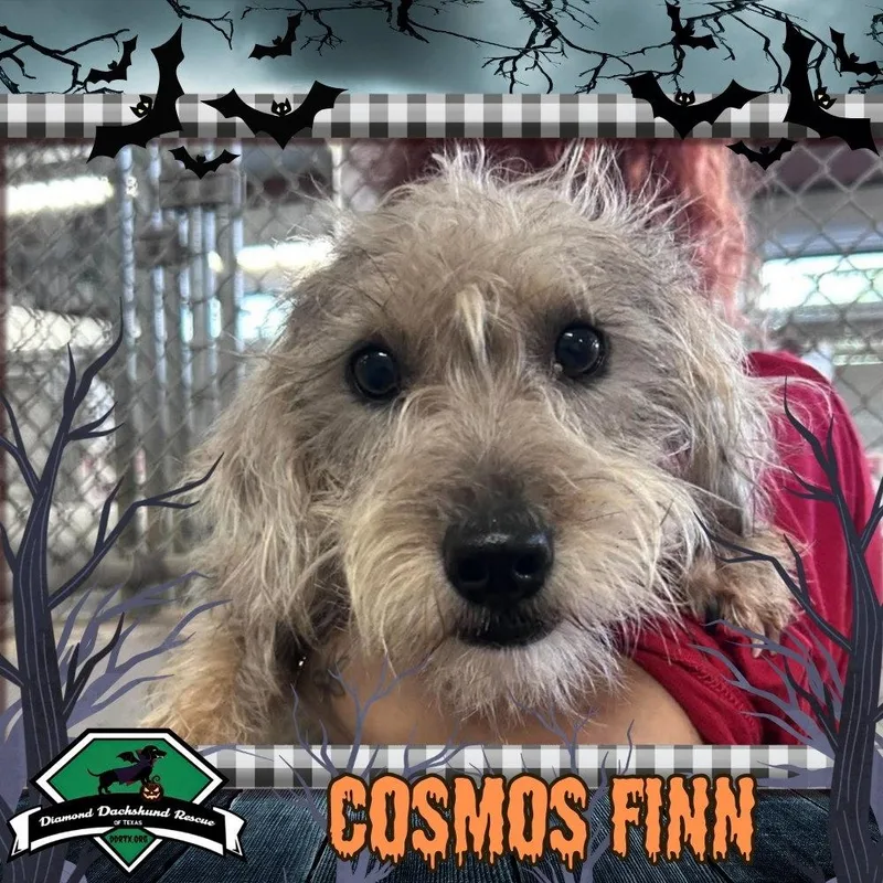 A young medium-sized male Dachshund dog named Cosmos Finn for adoption in San Antonio, TX