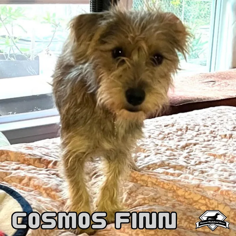Cosmos Finn thumbnail 2