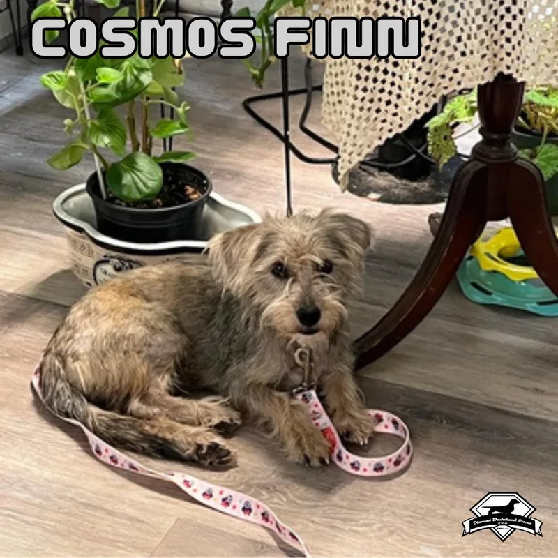 Cosmos Finn thumbnail 3