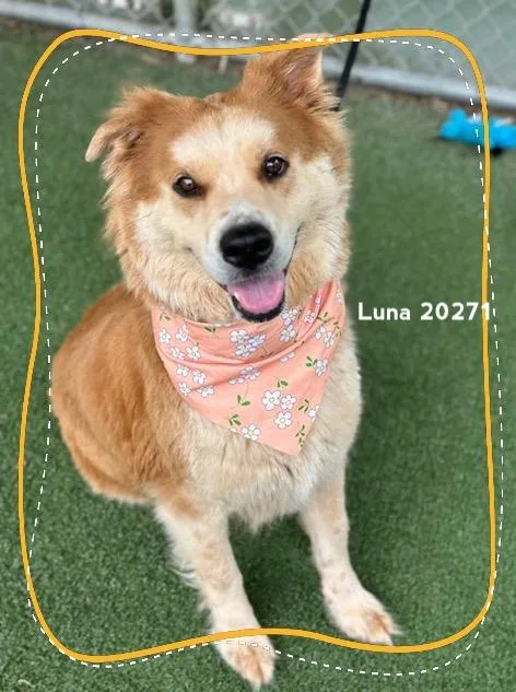 An adult medium-sized female Brown / Chocolate German Shepherd Dog dog named Luna for adoption in Marietta, GA