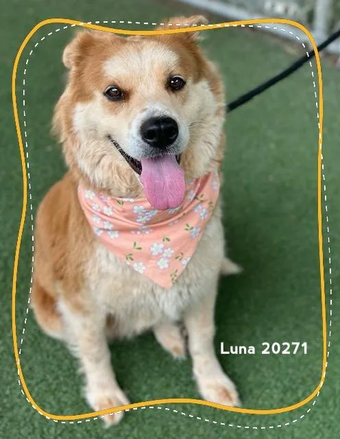 Luna thumbnail 2