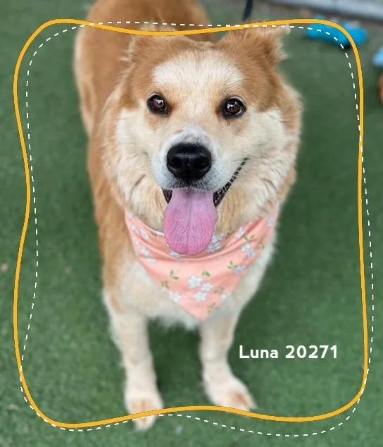 Luna thumbnail 3