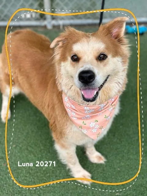 Luna thumbnail 4