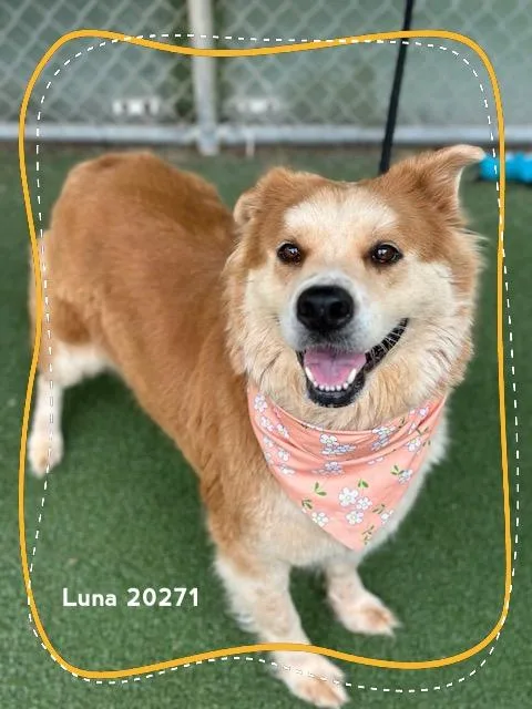 Luna thumbnail 5