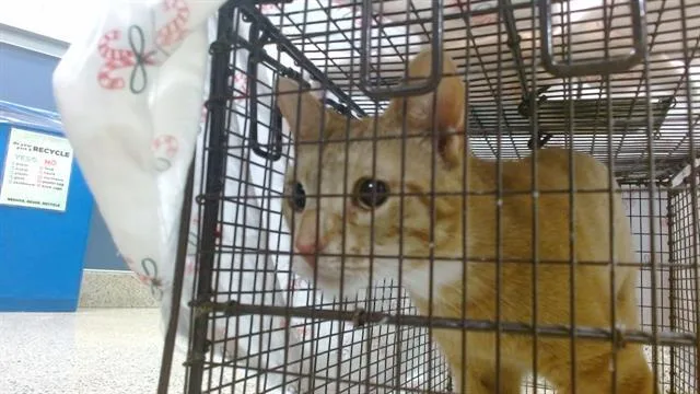 A young small-sized male Domestic Short Hair cat named Hercules for adoption in Miami, FL