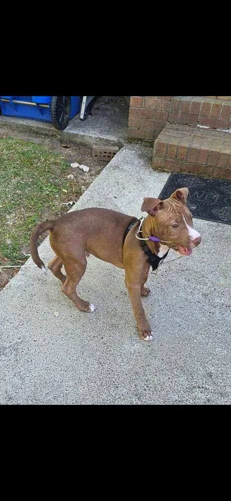 A baby large-sized male Pit Bull Terrier dog named Ross for adoption in Willingboro, NJ