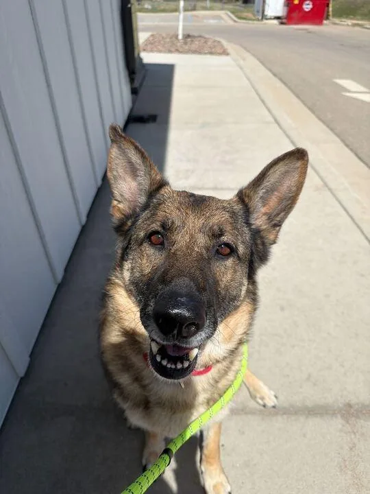 An adult medium-sized female Mixed Breed dog named Luna for adoption in Minot, ND