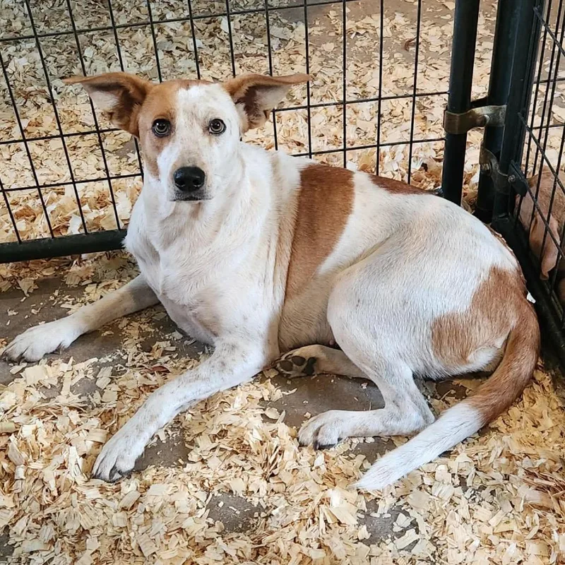 Maggie