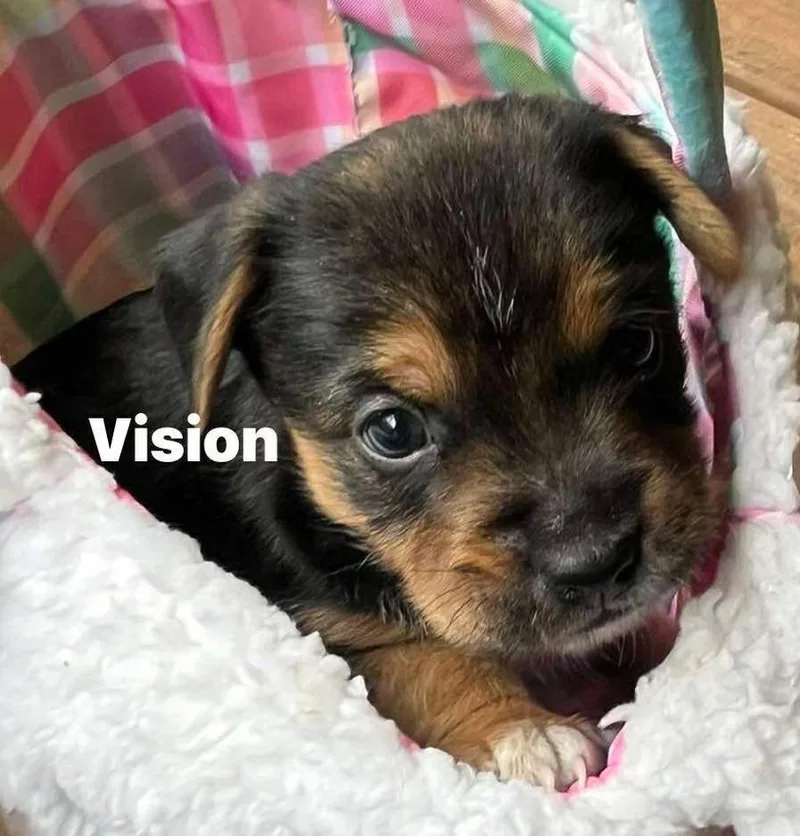Vision thumbnail 2