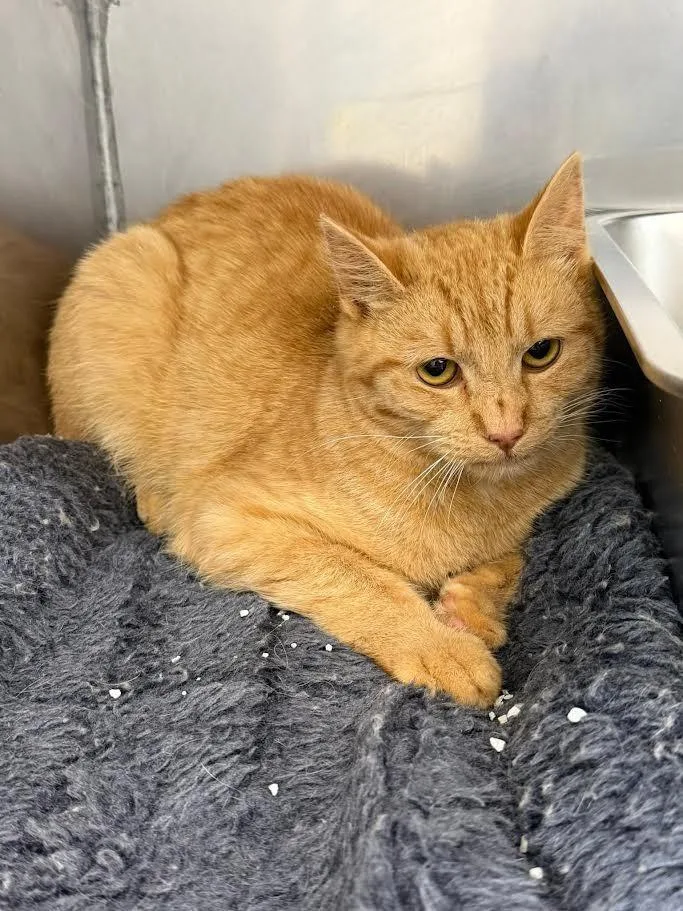 A young large-sized male Domestic Short Hair cat named Vulcan for adoption in Glenfield, NY