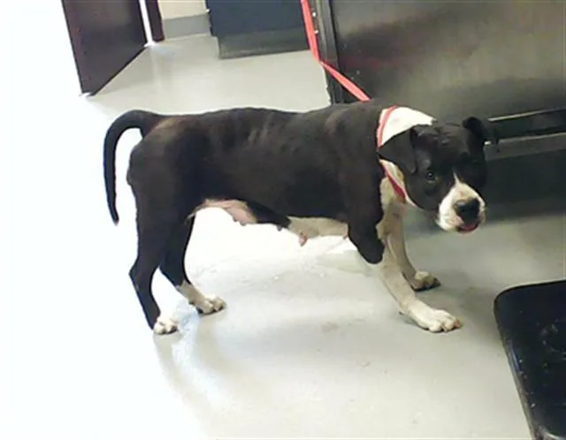 A young medium-sized female Pit Bull Terrier dog named A for adoption in Fayetteville, NC