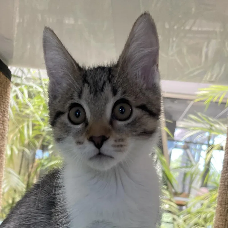 A baby small-sized female Brown / Chocolate Domestic Short Hair cat named Sutton for adoption in Chicago, IL