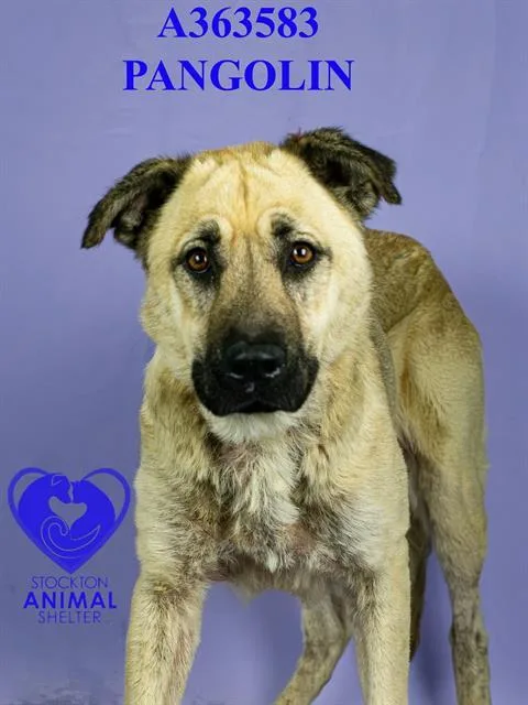 Pangolin thumbnail 2