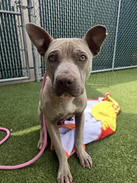 A young large-sized male Shar-Pei dog named Mosley for adoption in Olivette, MO