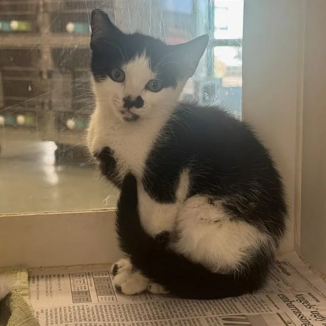 A baby small-sized female Domestic Short Hair cat named Snookie for adoption in Riverside, CA