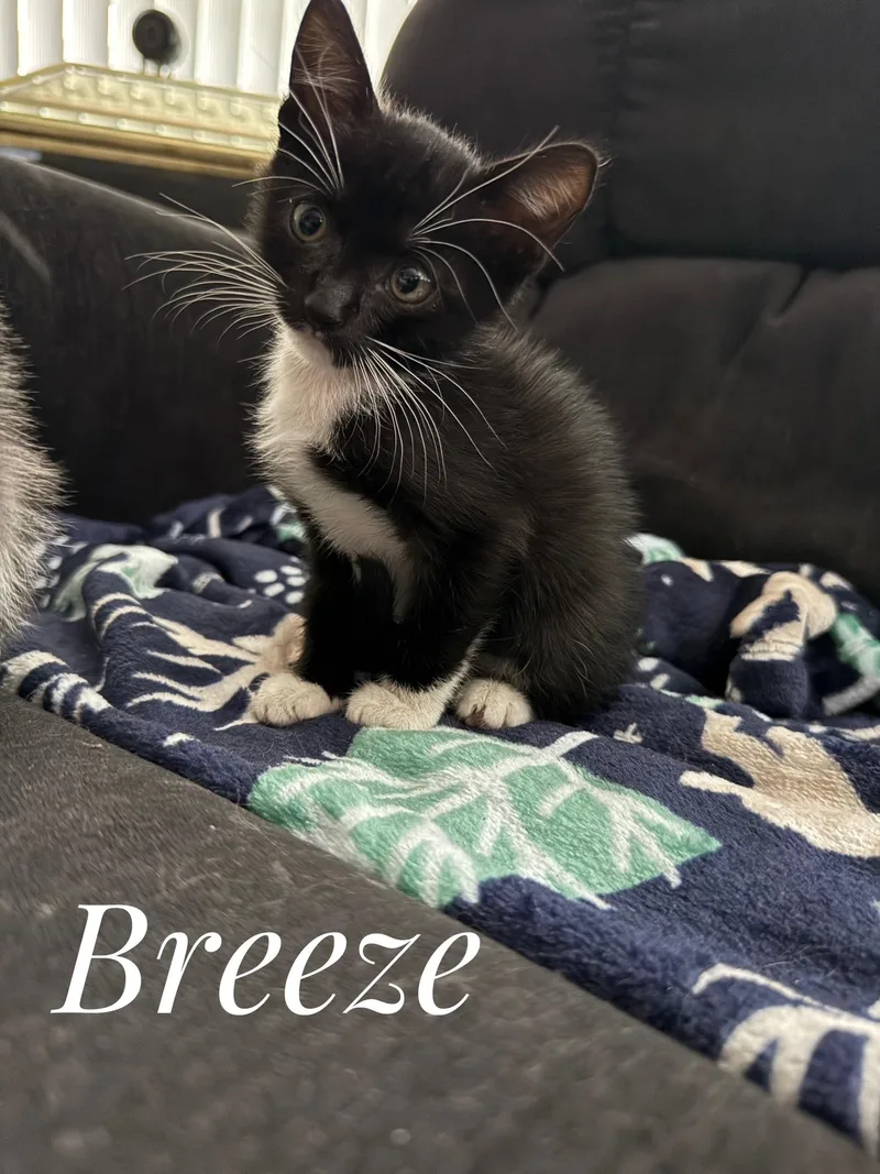 Breeze thumbnail 3