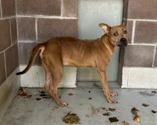 An adult medium-sized unknown Pit Bull Terrier dog named Nina for adoption in Savannah, GA