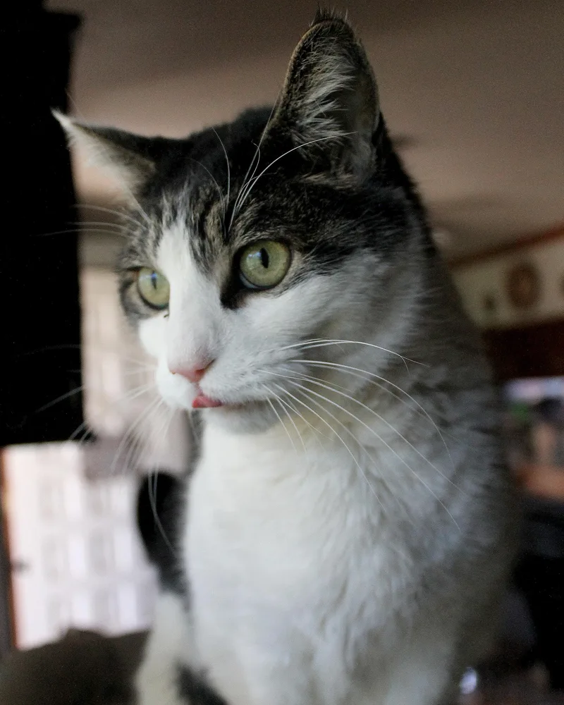 An adult large-sized male Tabby (Brown / Chocolate) Domestic Short Hair cat named Chunk for adoption in Guthrie, OK