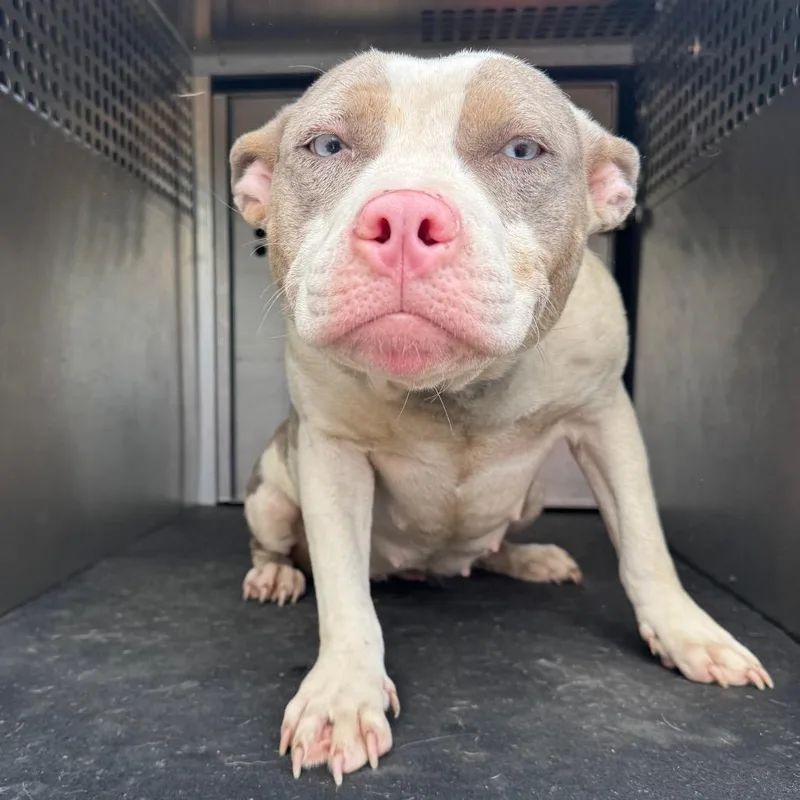 A young medium-sized female White / Cream Pit Bull Terrier dog named Prissy for adoption in Birmingham, AL