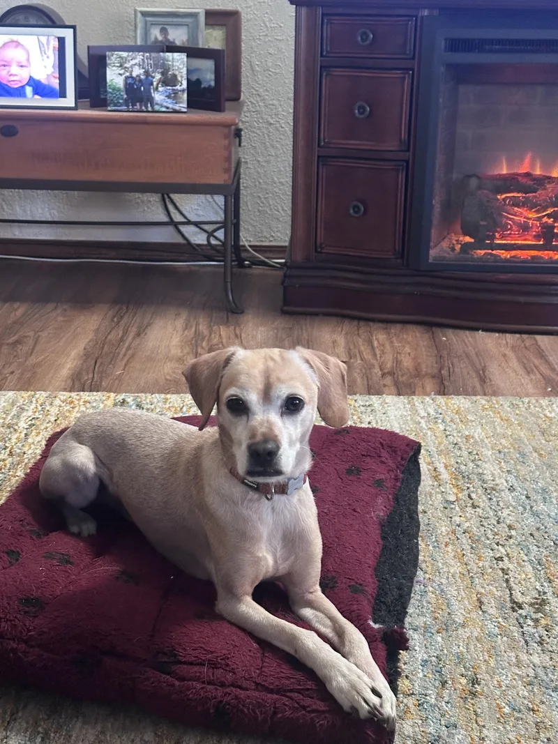 An adult small-sized male Cocker Spaniel dog named Benny for adoption in Vancouver, WA