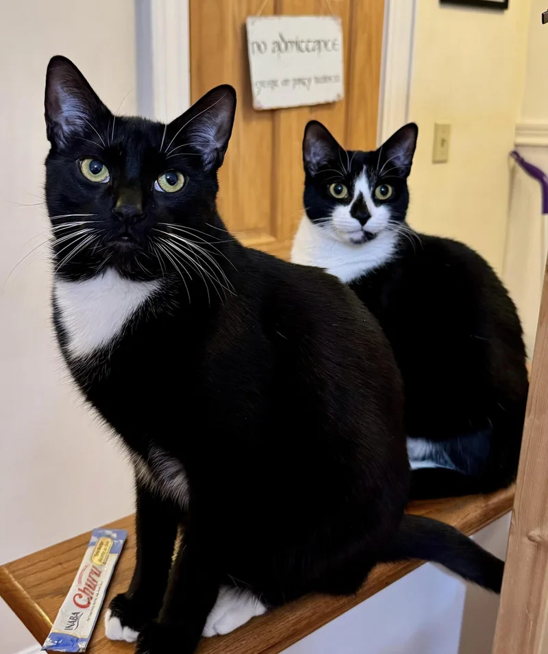 Noah  Playful & thumbnail 2