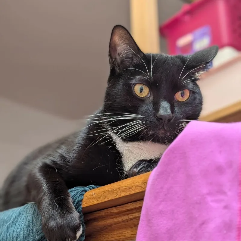 Noah  Playful & thumbnail 4