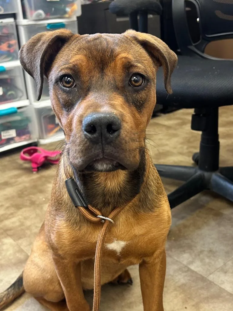 A baby medium-sized female Boxer dog named Cinnabon for adoption in Springfield, OH
