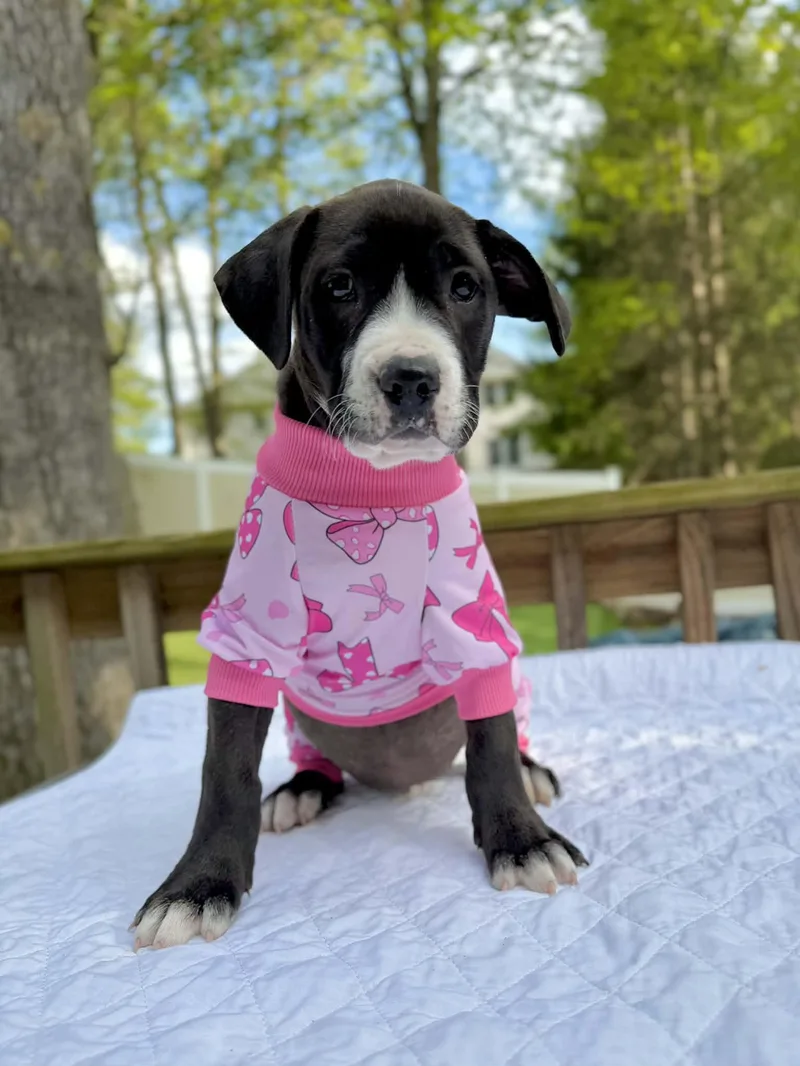 A baby large-sized female Black Pit Bull Terrier dog named Dijon for adoption in Levittown, NY