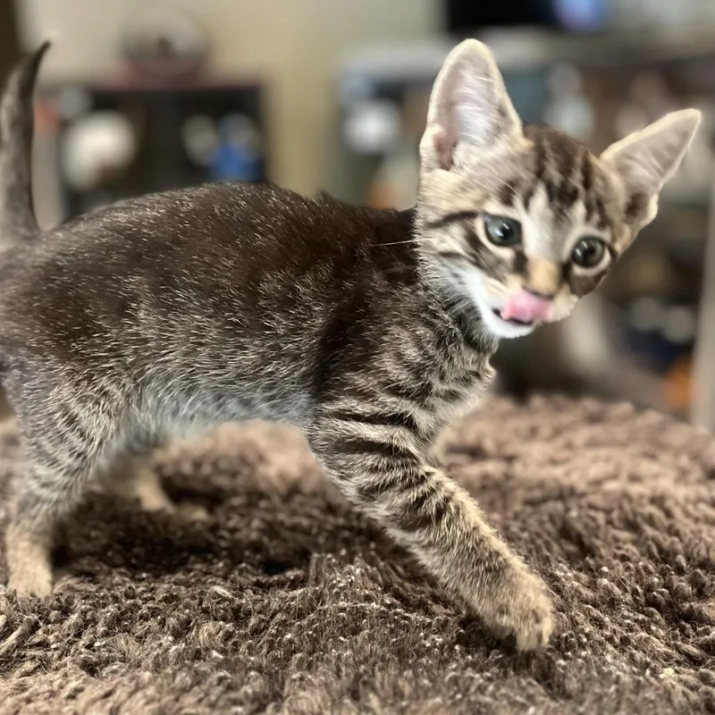 A baby small-sized male Brown / Chocolate Domestic Short Hair cat named Langley for adoption in Peachtree City, GA