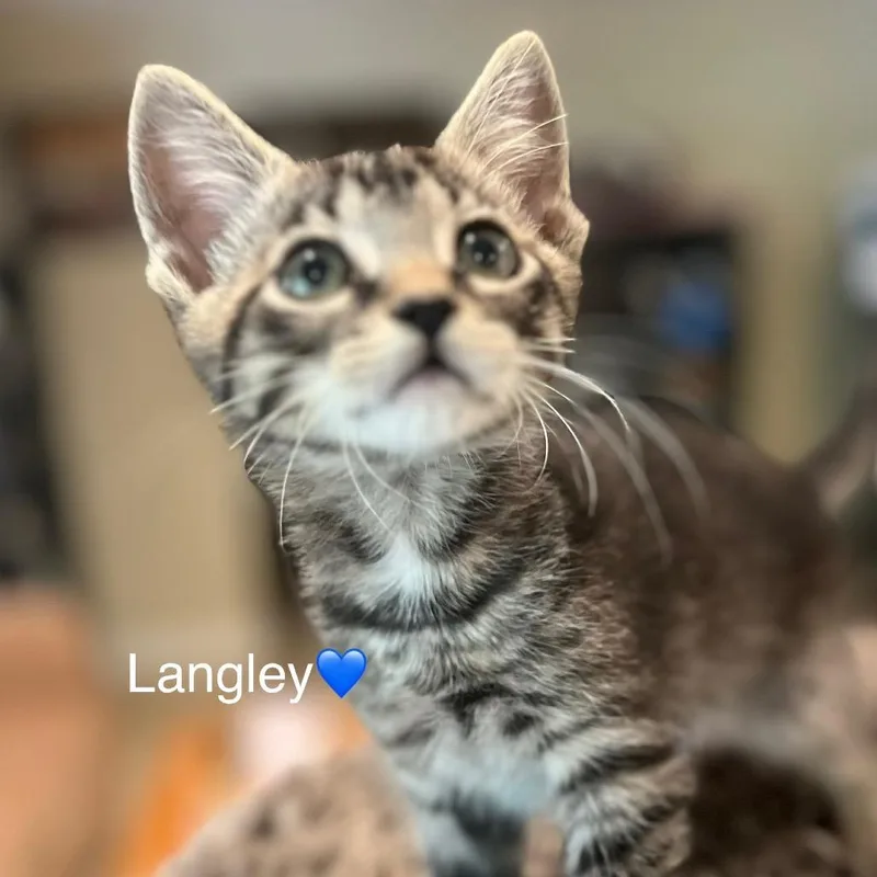 Langley thumbnail 2