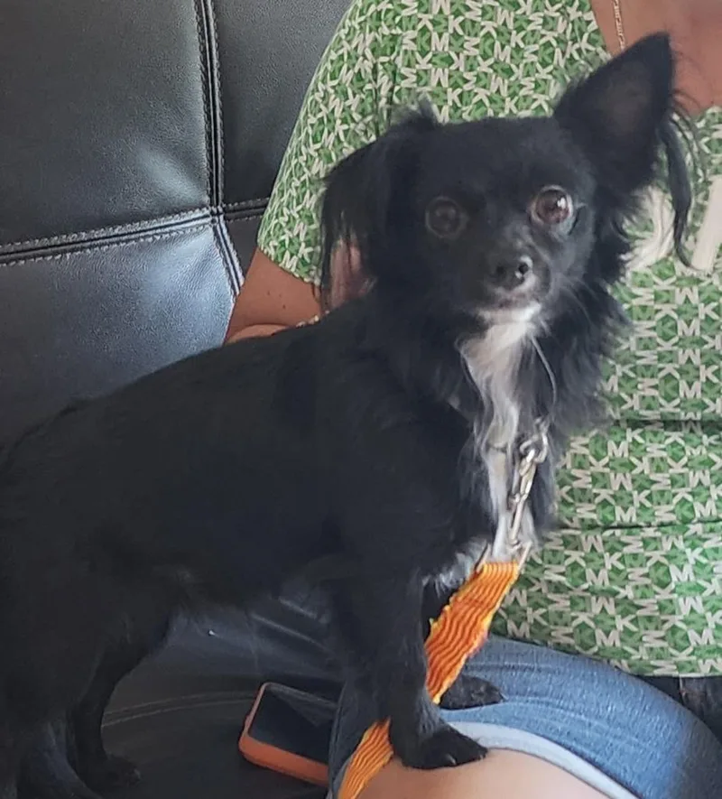 A young medium-sized male Chihuahua dog named Enzo for adoption in Palm City, FL