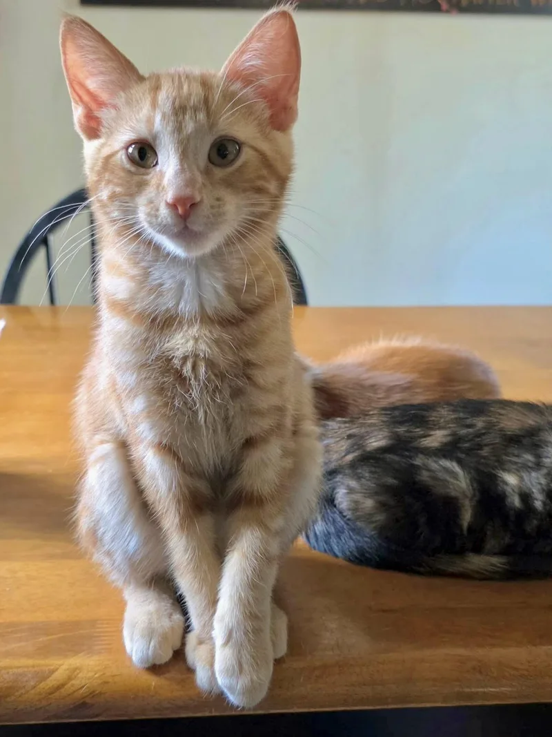 A baby small-sized male Orange / Red Domestic Short Hair cat named Key Largo for adoption in Forest Lake, MN