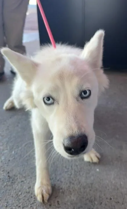 A baby medium-sized female White / Cream Siberian Husky dog named 61803546 for adoption in El Paso, TX