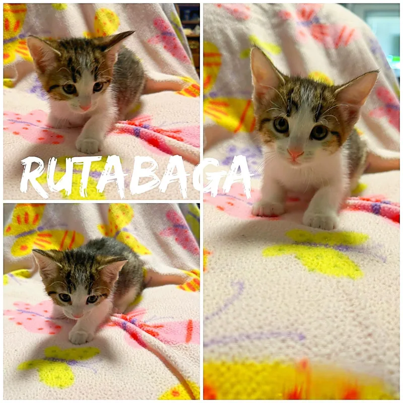 A baby medium-sized female Calico Domestic Short Hair cat named Rutabaga for adoption in Saint James, MO
