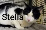An adult medium-sized female White Domestic Short Hair cat named Stella for adoption in Moline, IL