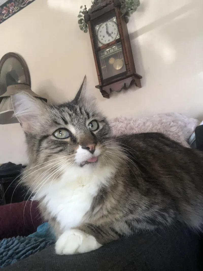 An adult medium-sized male Tabby (Brown / Chocolate) Domestic Long Hair cat named Jeffrey for adoption in Covina , CA