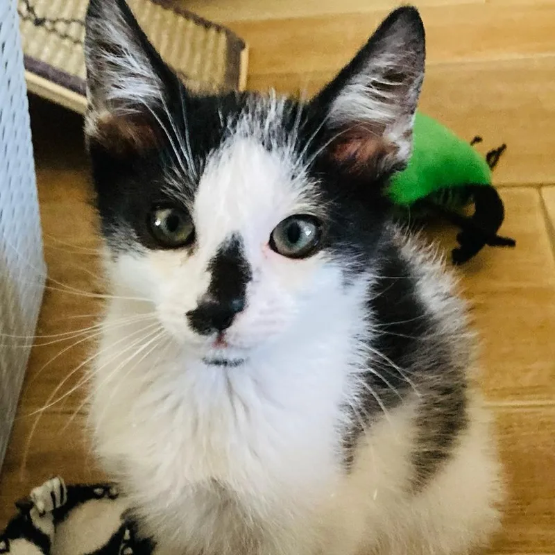 A baby small-sized male Black Domestic Short Hair cat named Ohtani for adoption in Riverside, CA