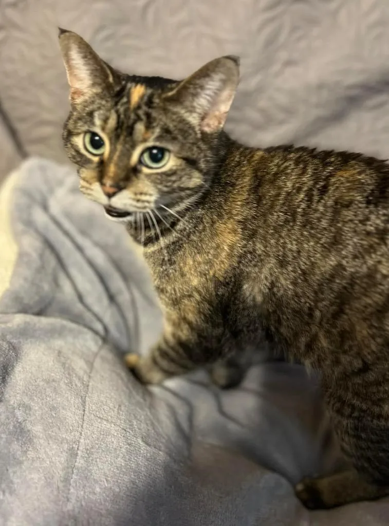 An adult medium-sized female Domestic Short Hair cat named Moe for adoption in Fond Du Lac, WI