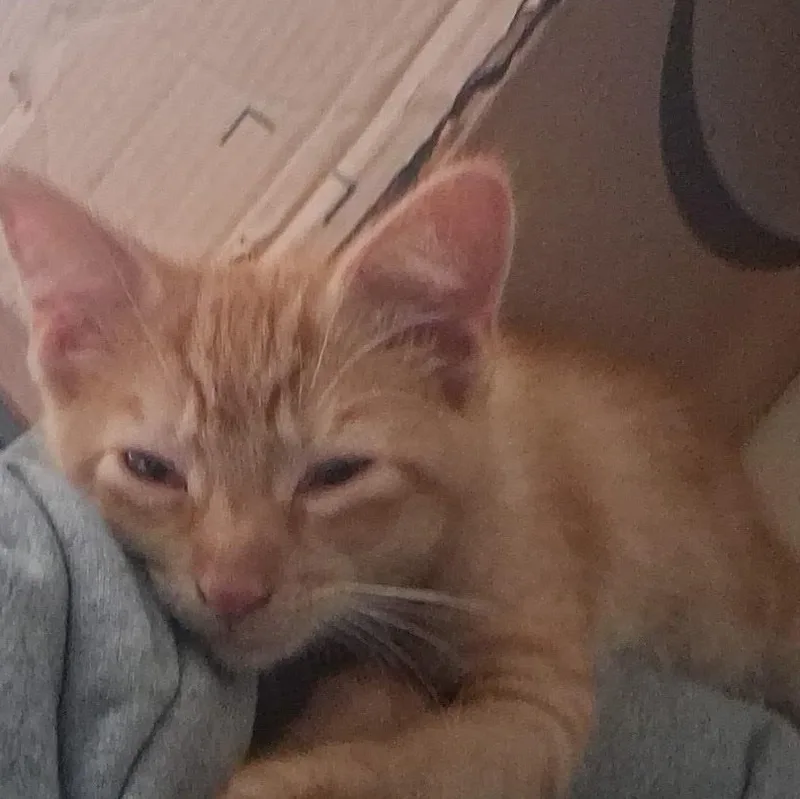 A baby small-sized male Orange / Red Tabby cat named Punkin for adoption in Marlette, MI