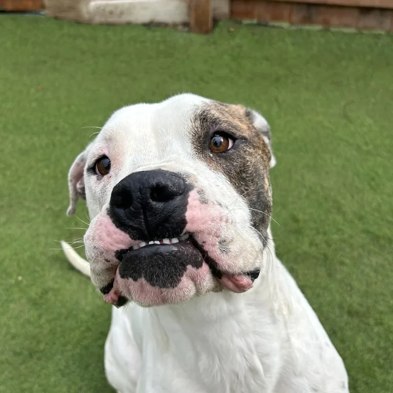 Sebastian thumbnail 3