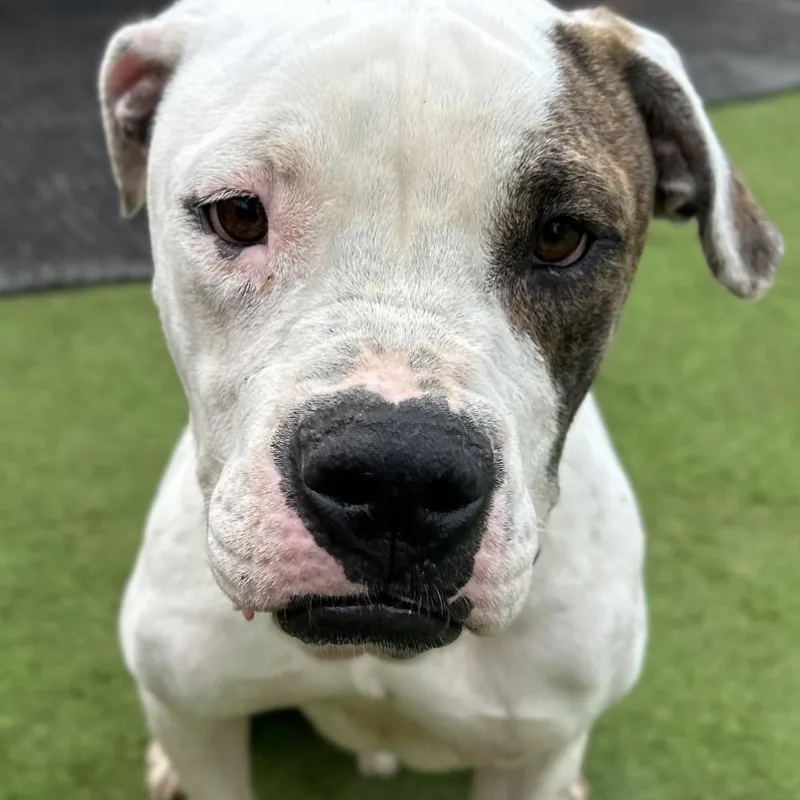 Sebastian thumbnail 4