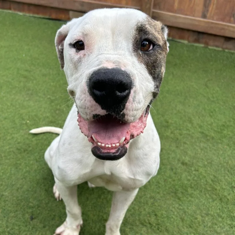 Sebastian thumbnail 6