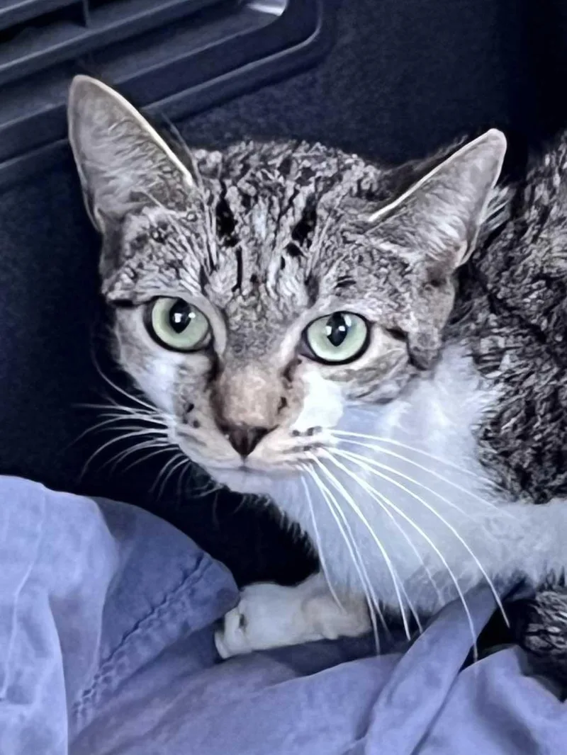 Tiger Tina thumbnail 2