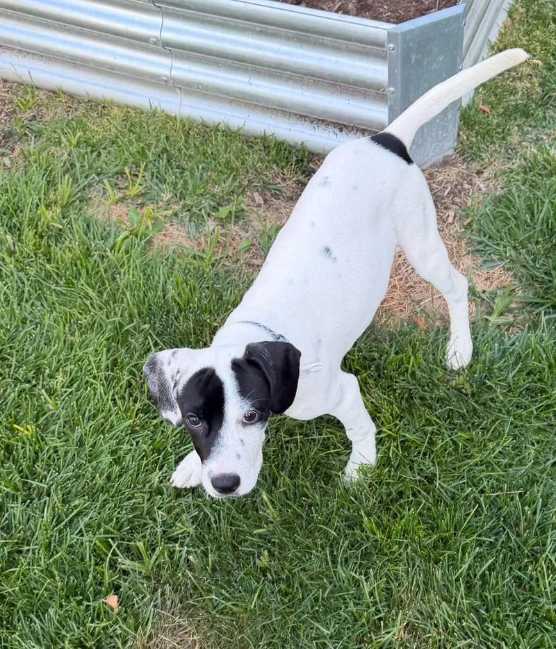 A baby medium-sized female Labrador Retriever dog named Dottie for adoption in Salt Lake City, UT