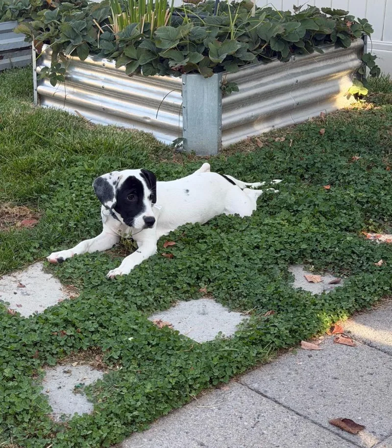 Dottie thumbnail 2