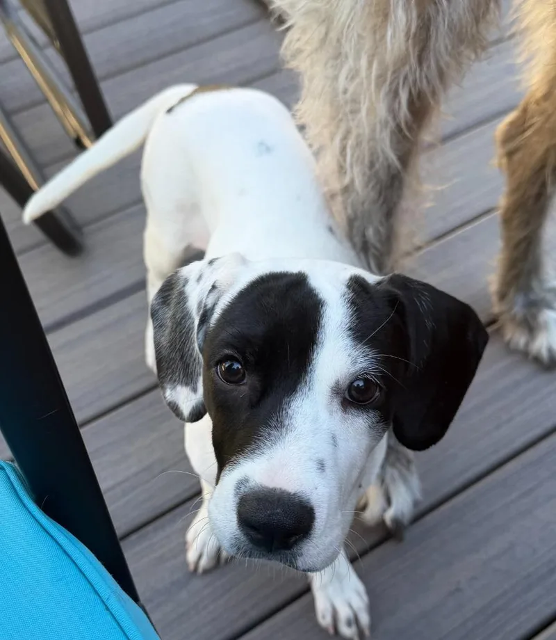 Dottie thumbnail 3