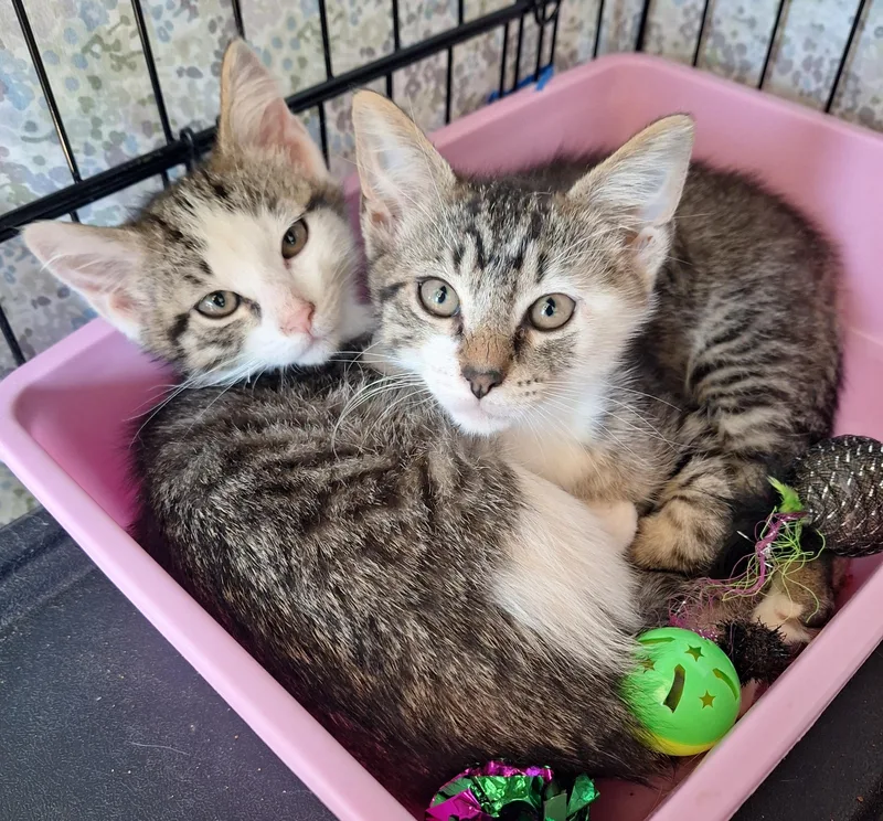 Jake And Elwood thumbnail 2