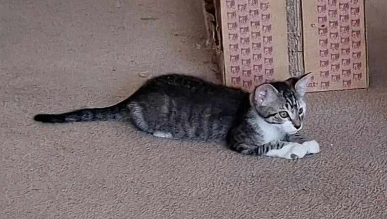 Jake And Elwood thumbnail 6