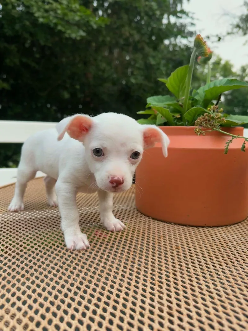 A baby small-sized male White / Cream Chihuahua dog named Bruno for adoption in Silver Spring, MD